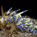 nudibranch_fb_bb_si_h_0600_kom1316.jpg